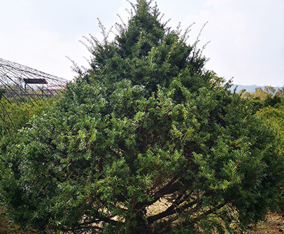 1741155347201704.jpg 20201118190719_450.jpg