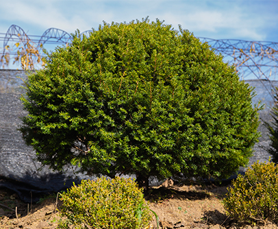 1741155424127806.jpg 20201106150424_786.jpg