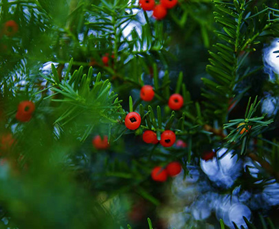 1741155928318714.jpg 20201118172309_294.jpg