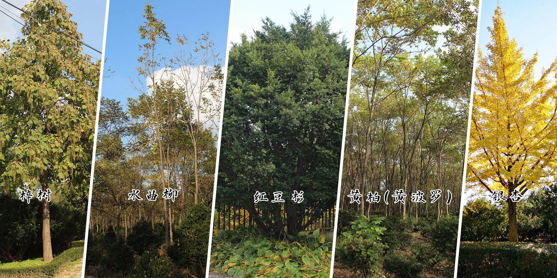 盆景红豆杉