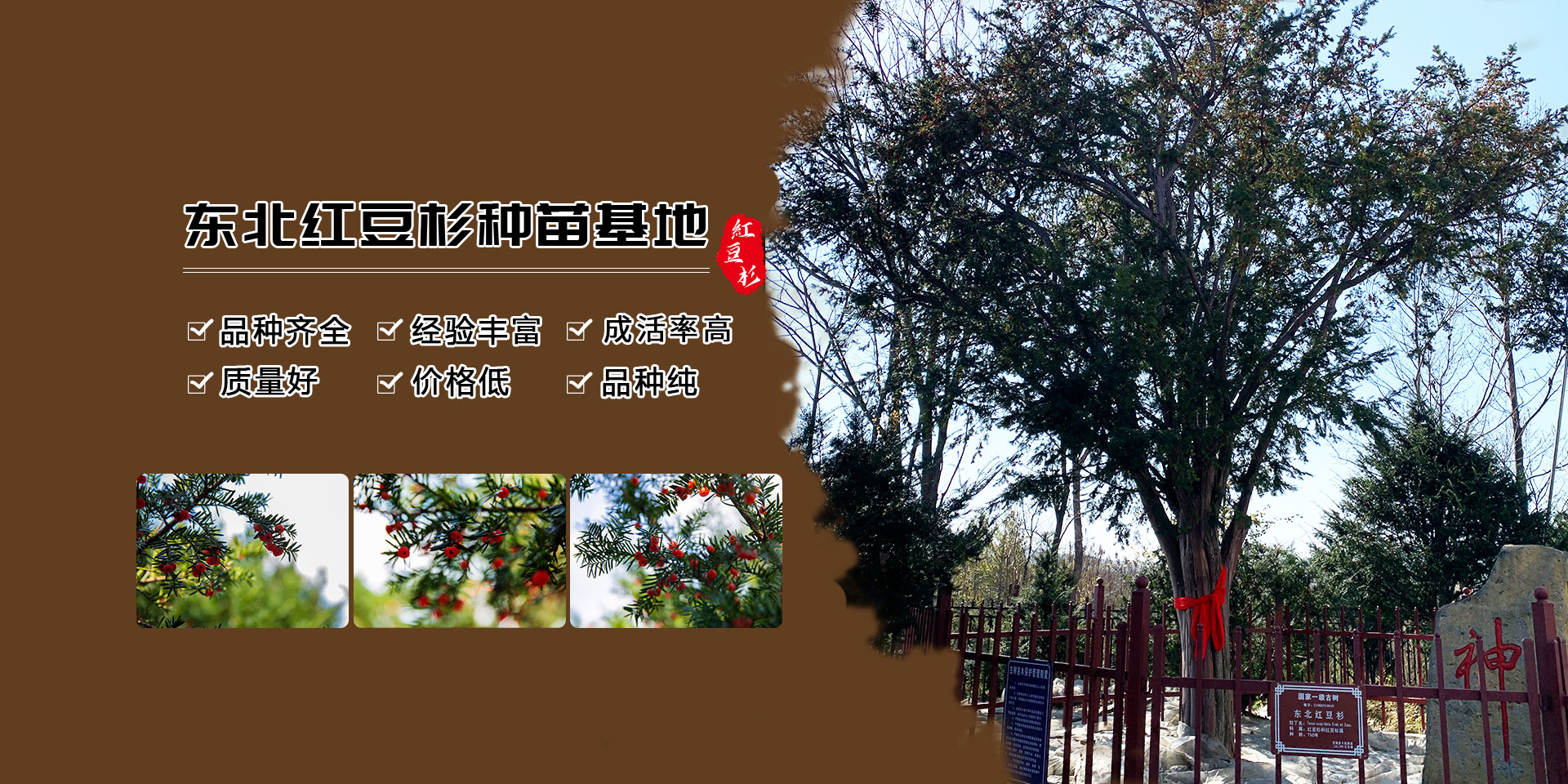 红豆杉大树