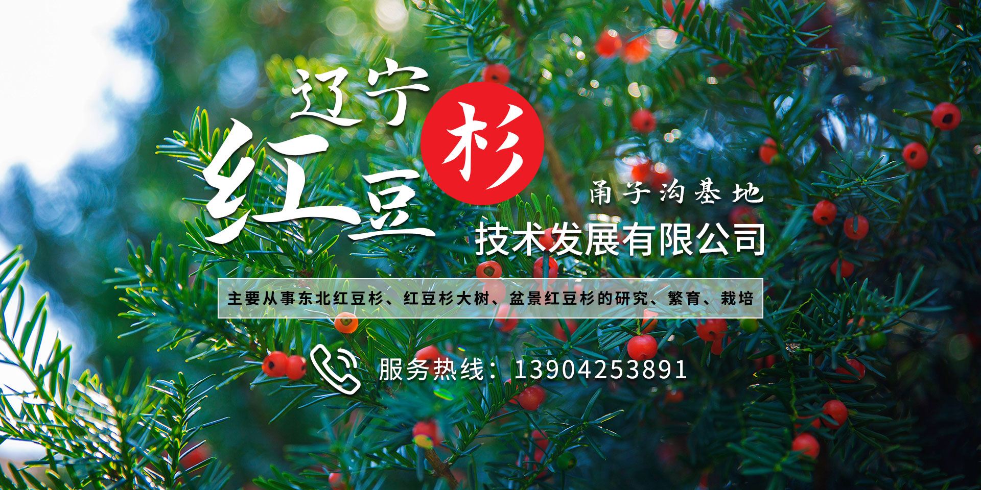 东北红豆杉