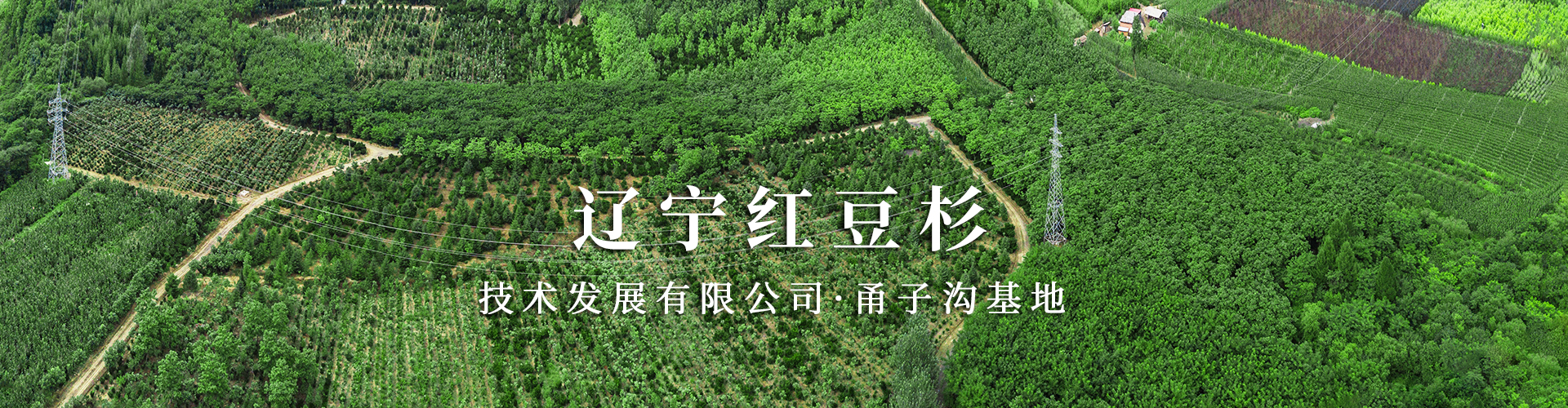 东北红豆杉